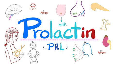 trh prolactin|does trh raise prolactin.